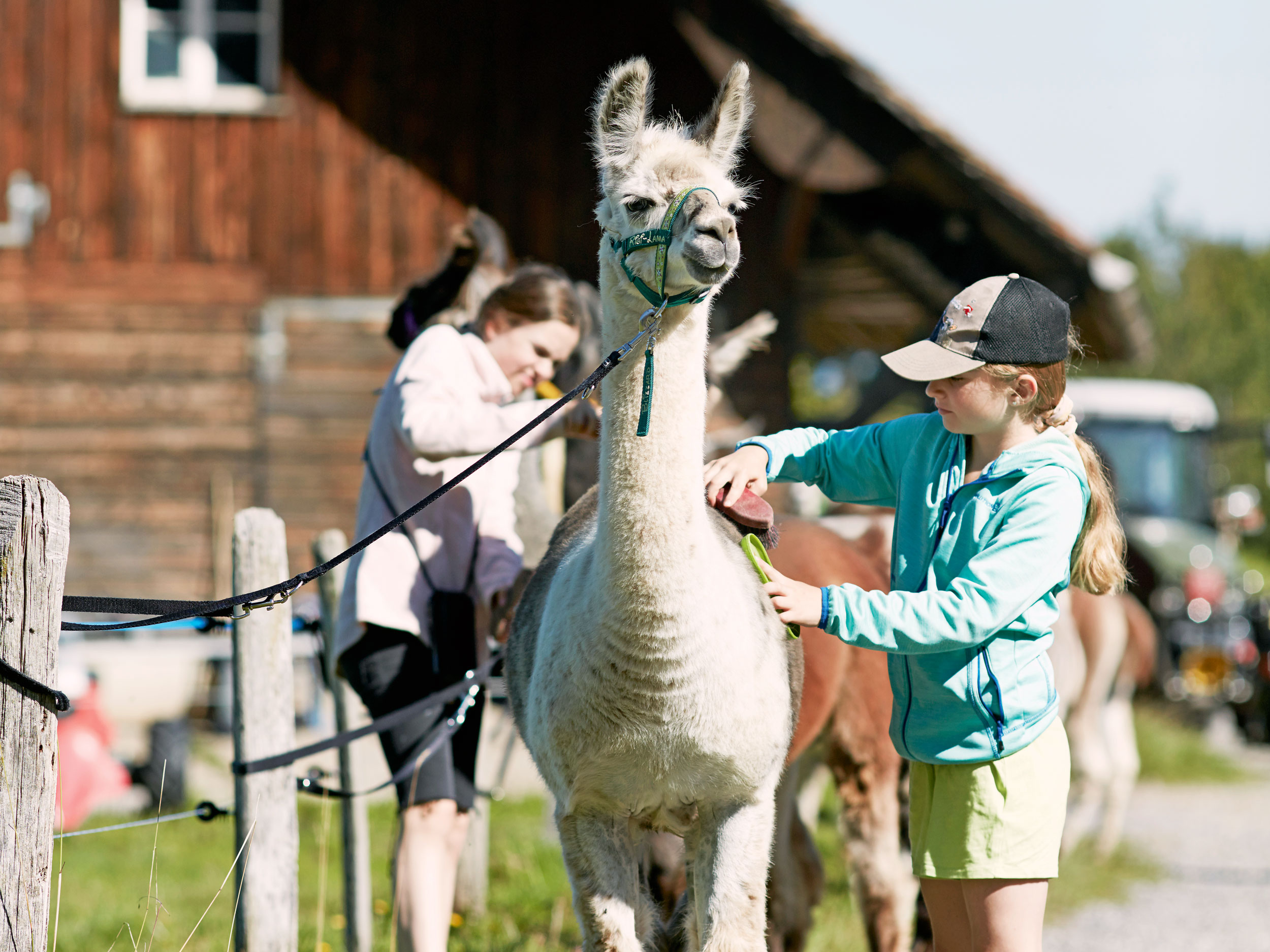 Kids with lama