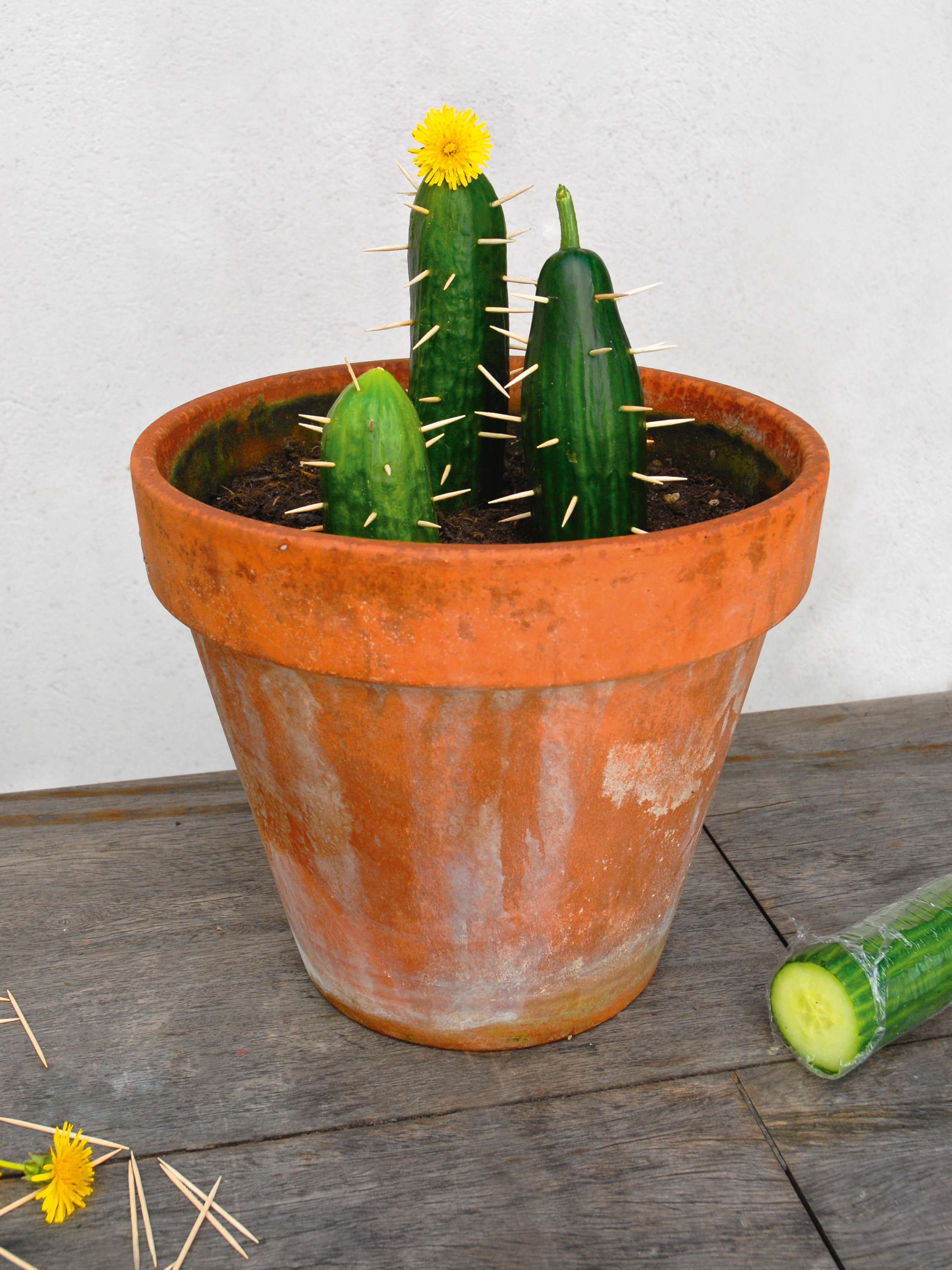 Kaktus in der Vase