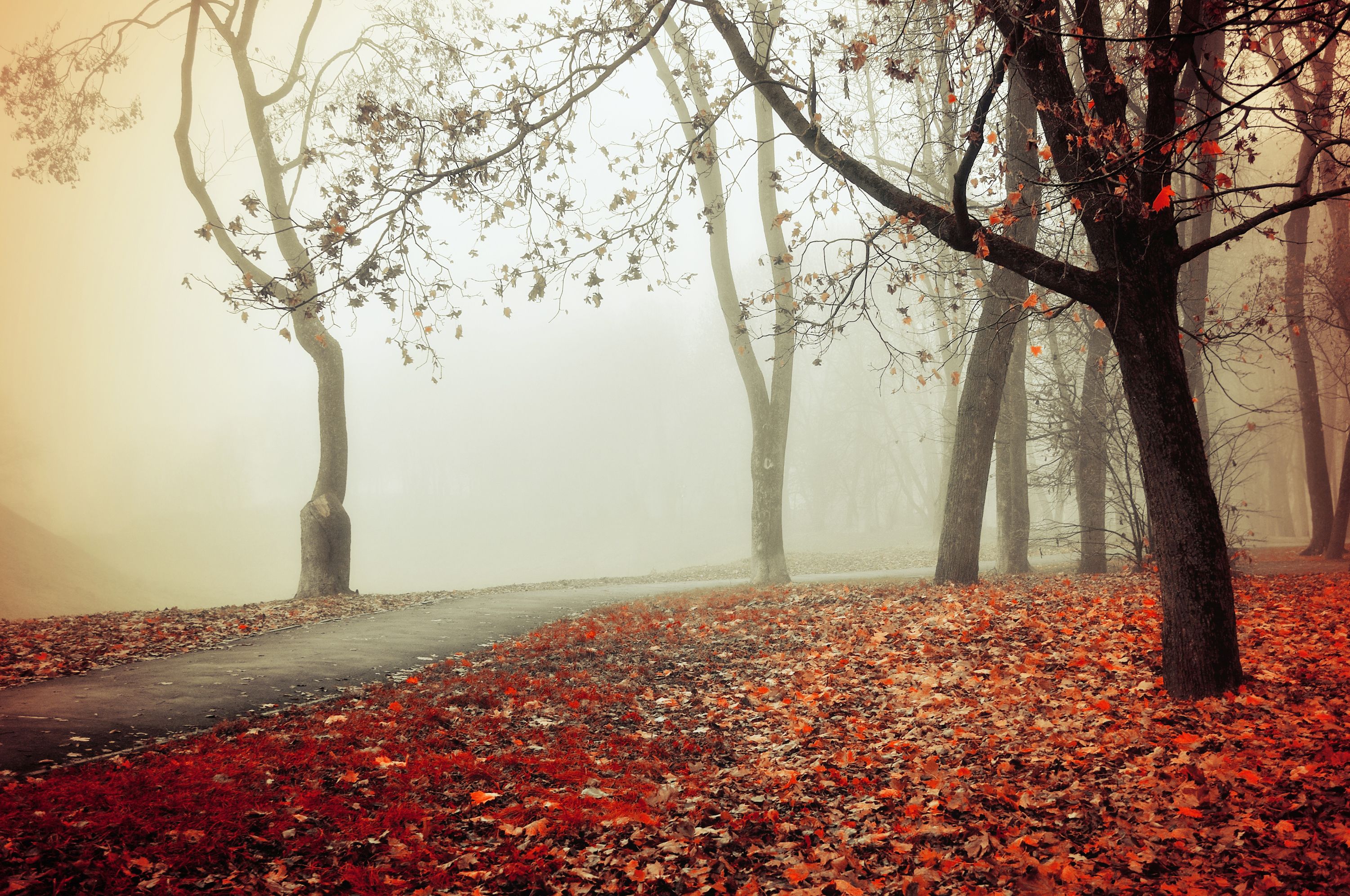 Herbstwald Nebel istock.com