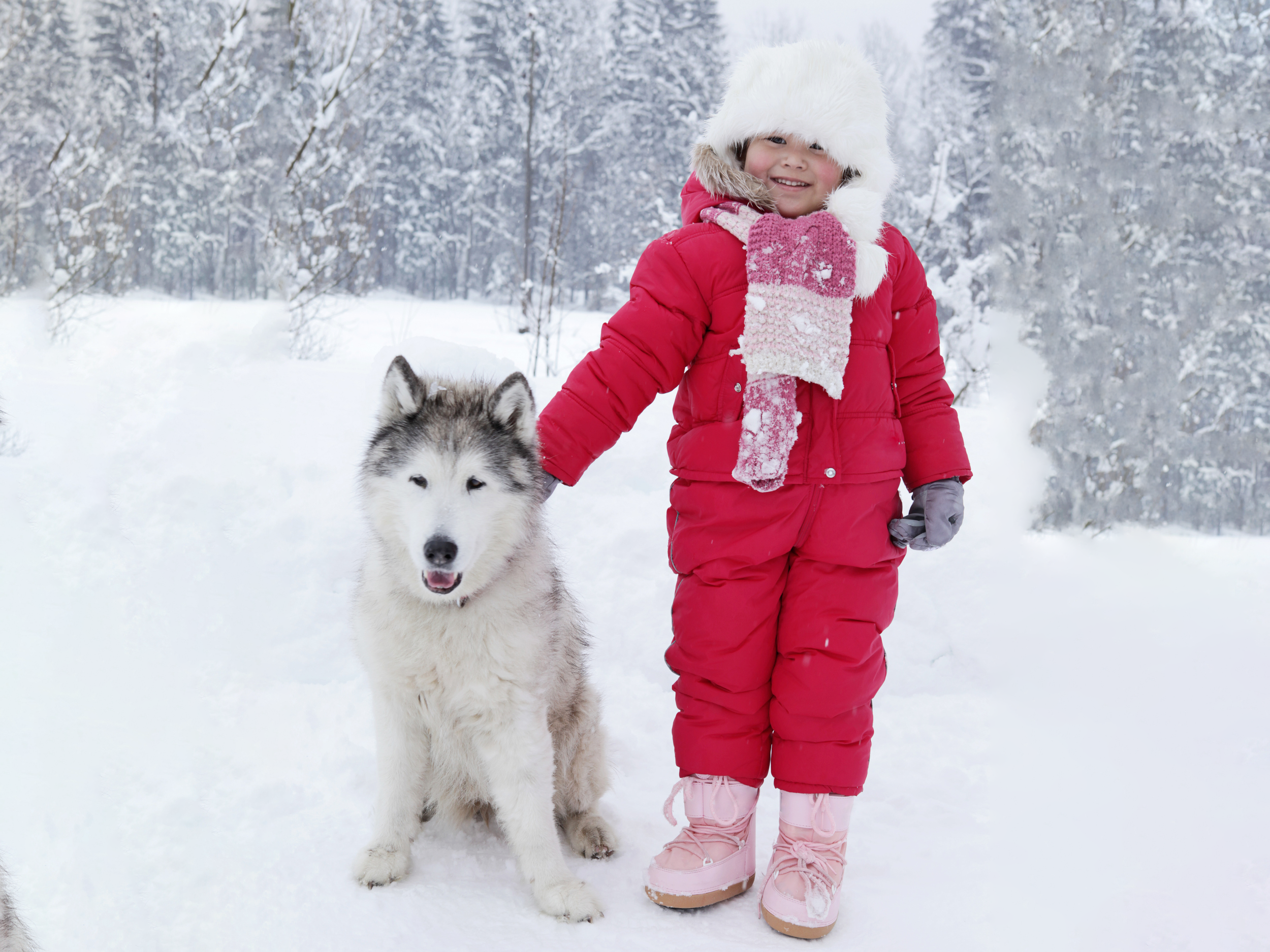 Sibirische Huskys
