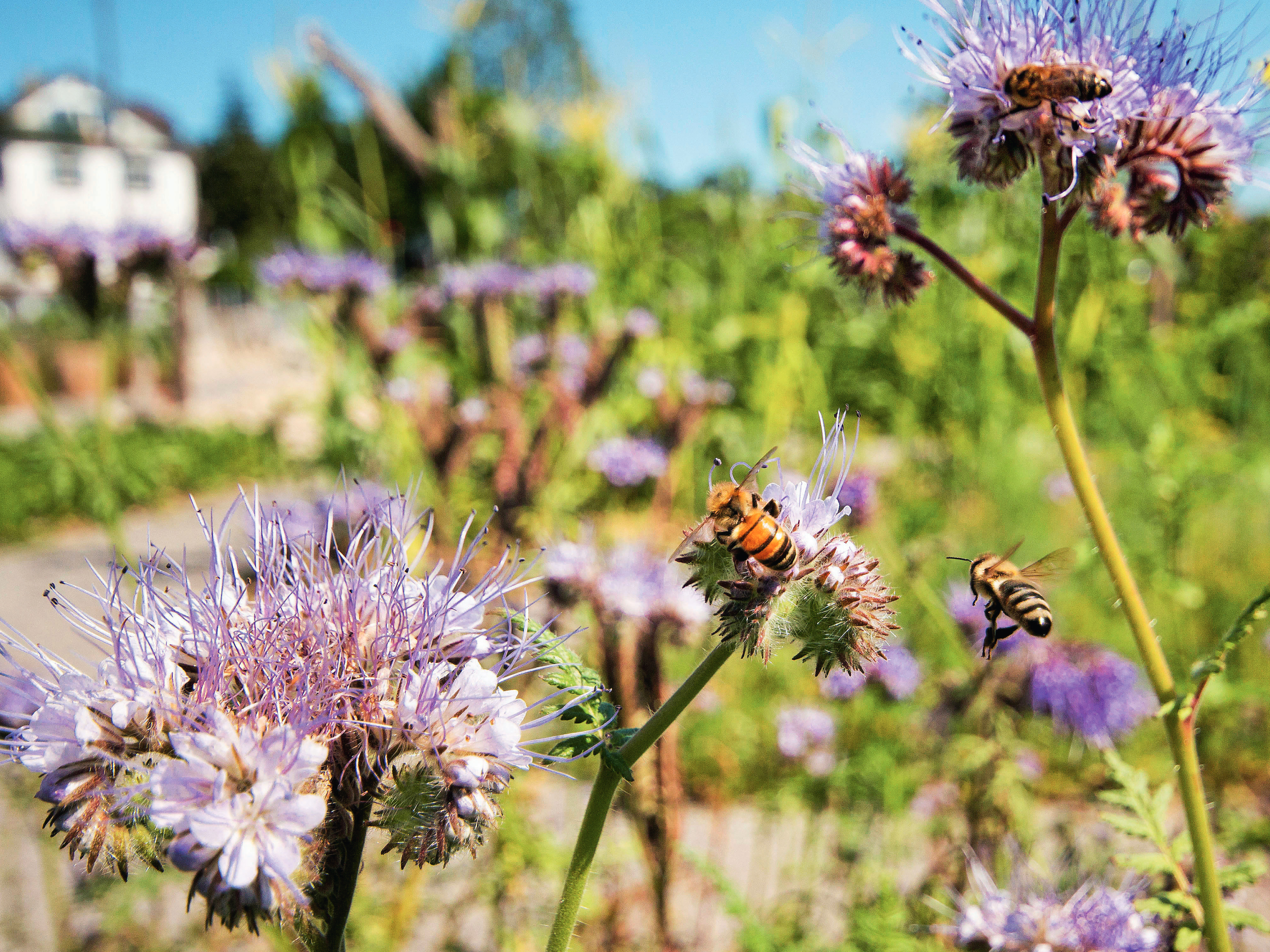 Umwelt: Bunt und bienenfreundlich