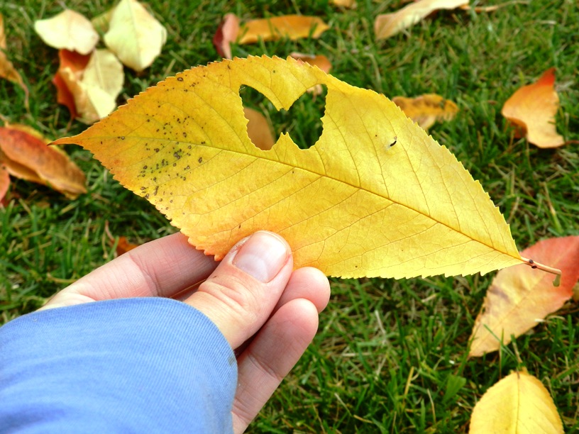 Schmetterling auf Blatt