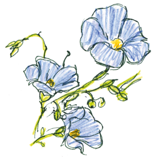 Illustration: Leinenblüten