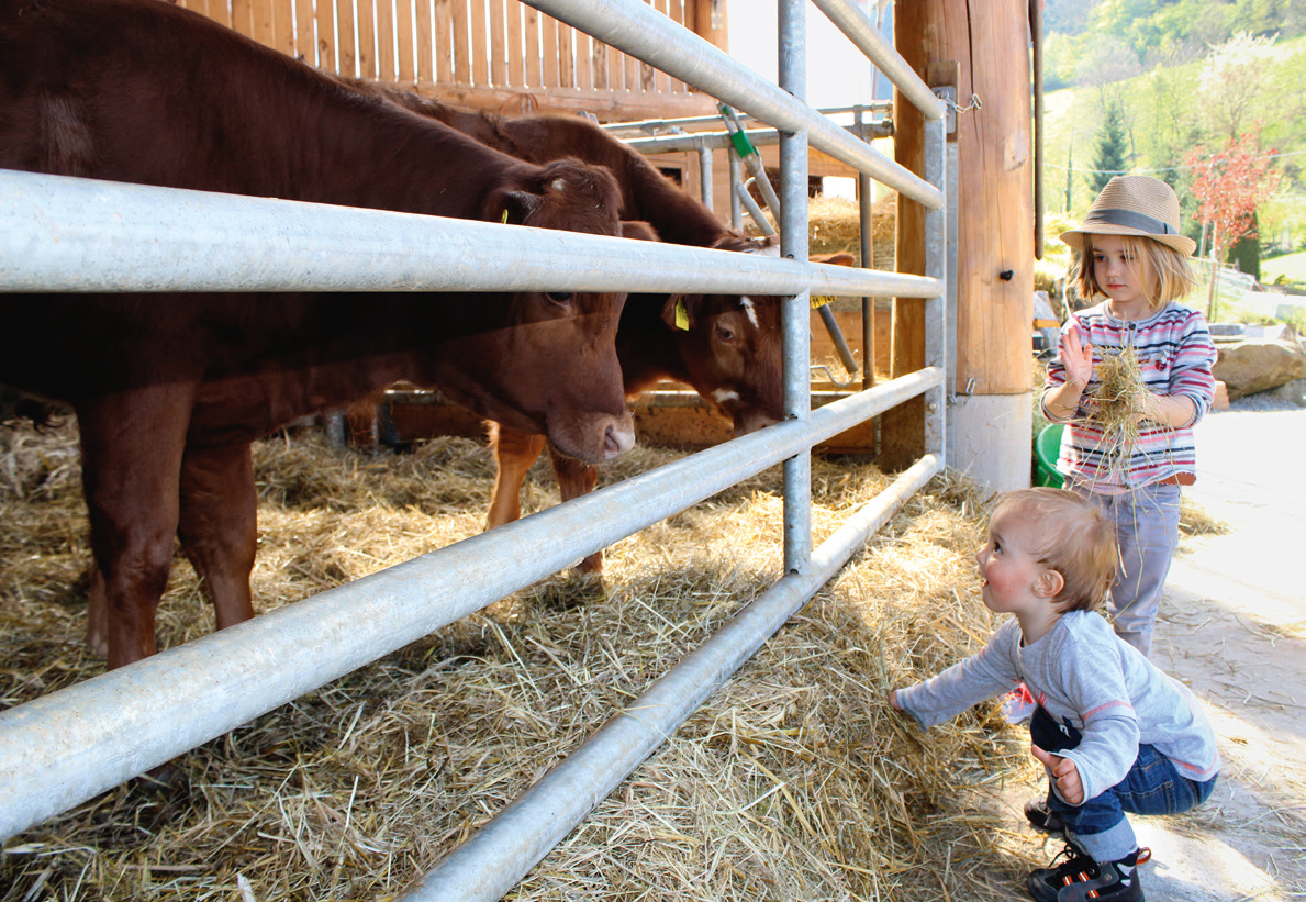 Kinder füttern Kühe