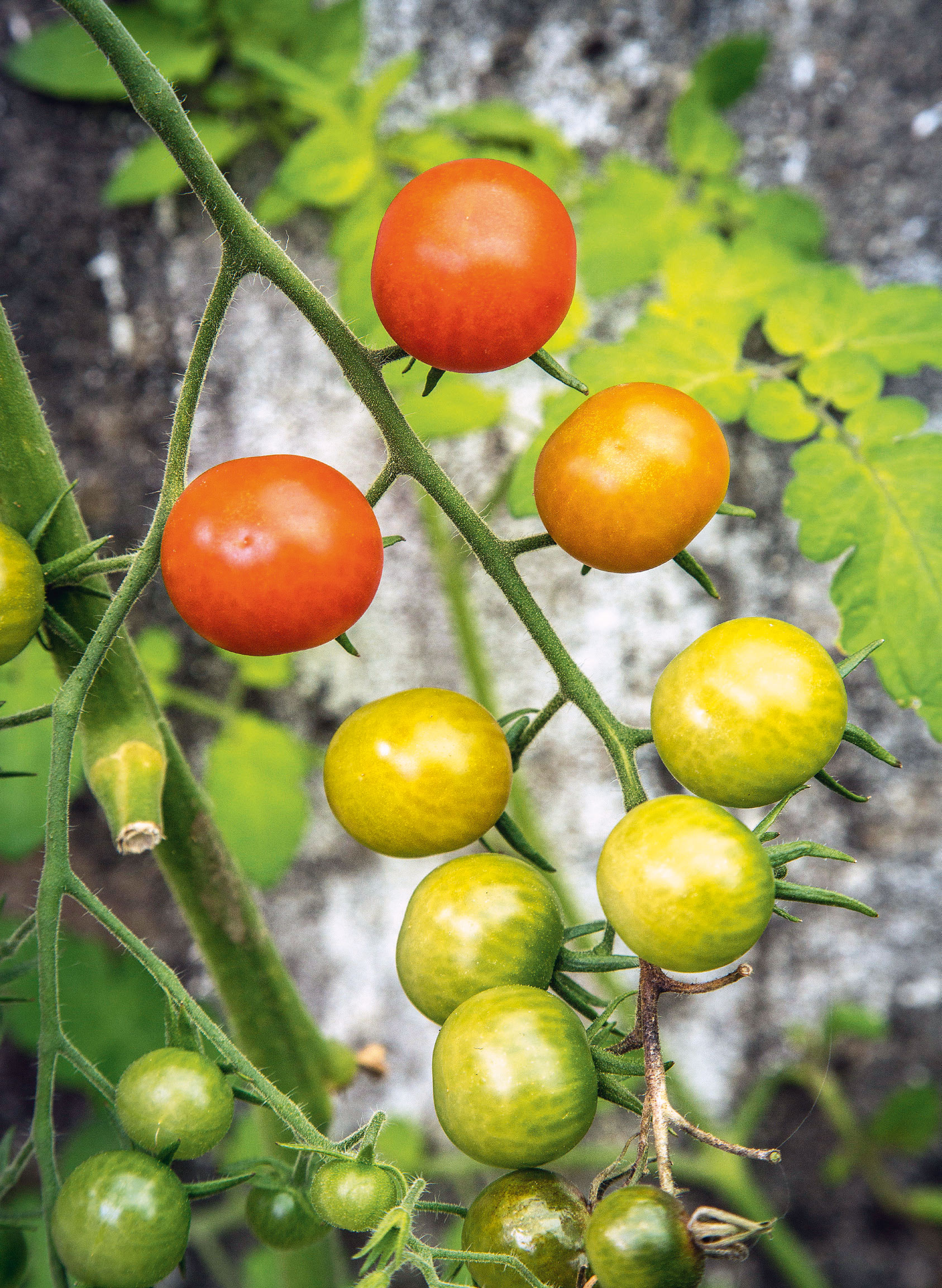 Tomatenzweig