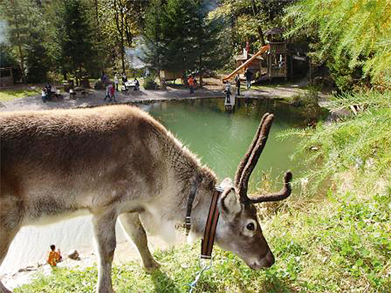 Rothirschim Naturpark Grabenmühle