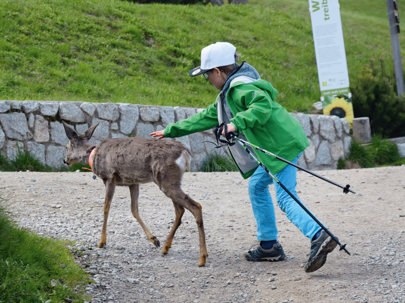 Kind streichelt einen Reh