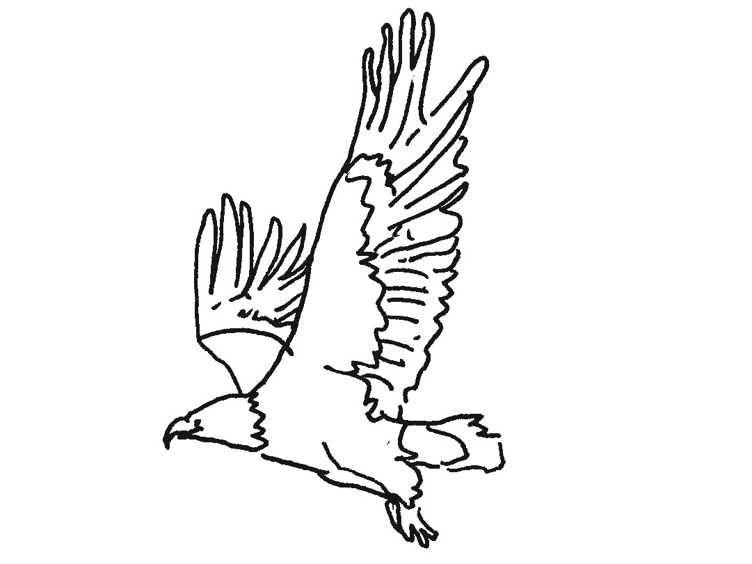 Illustration eines Adlers