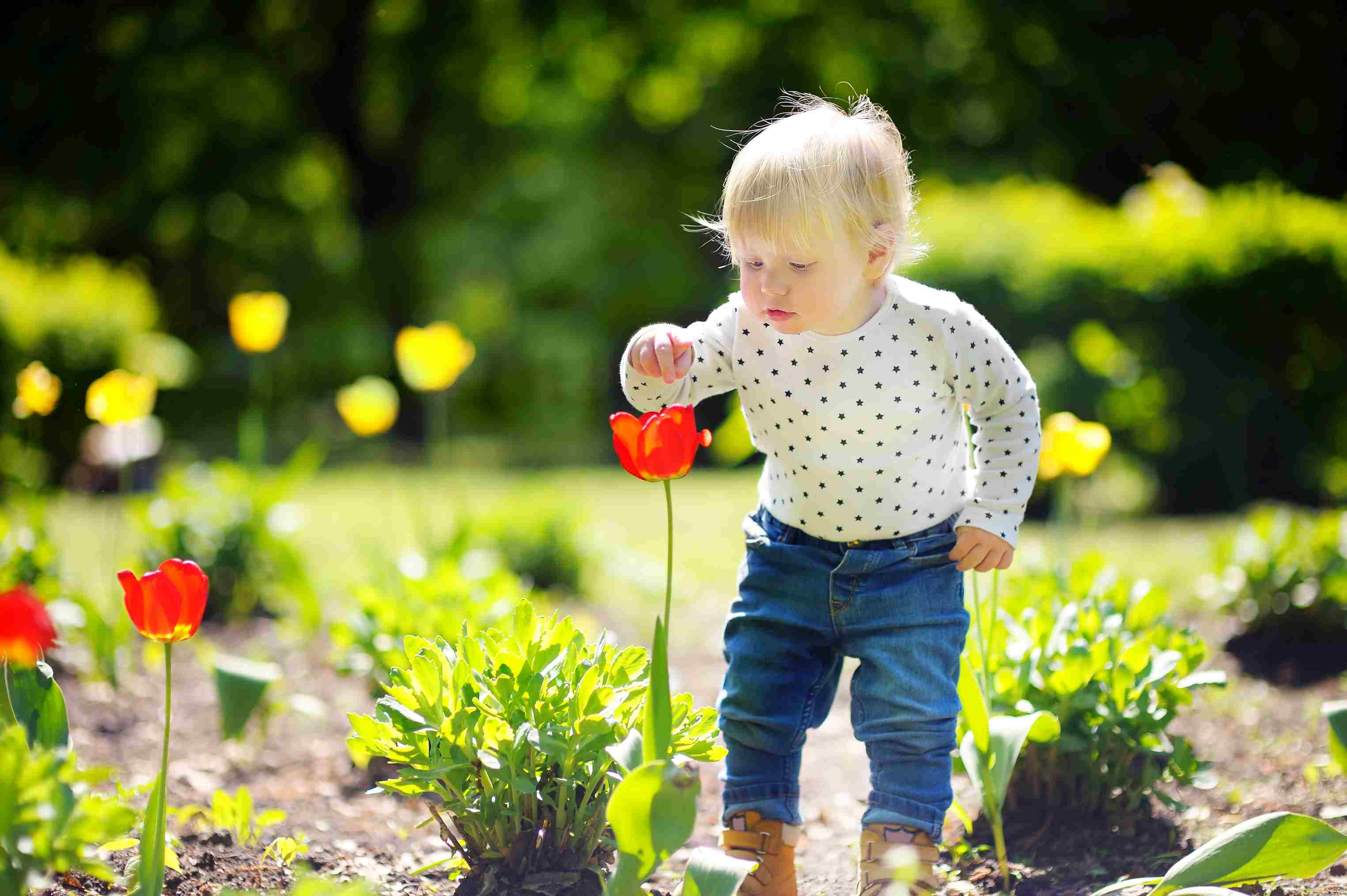 iStock Kind untersucht Tulpe