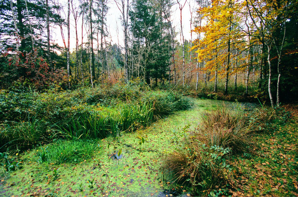 Naturschutzgebiet Hudelmoos