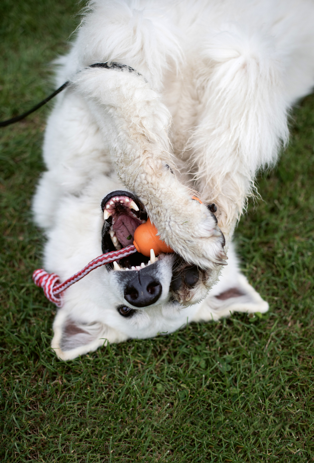 therapiehund-shiva-zimmer-spielen