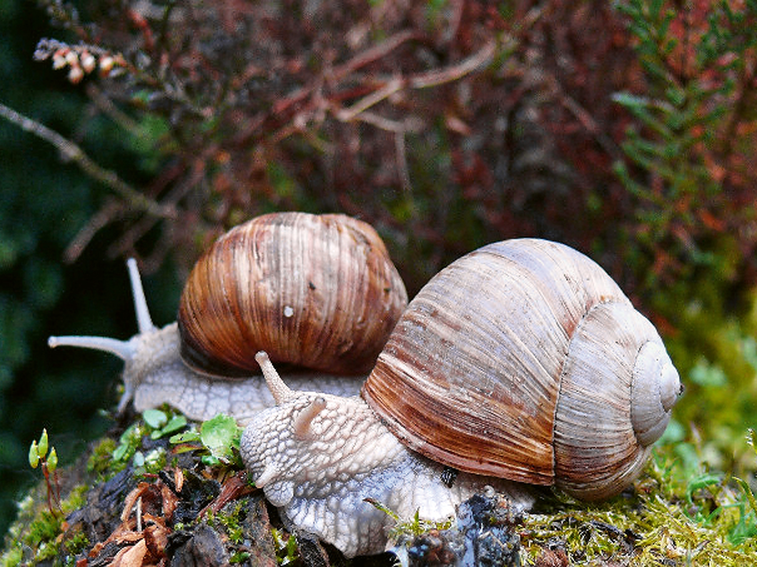 weinbergschnecke-beate-walz