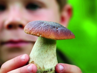 Kind mit einem Pilz in der Hand