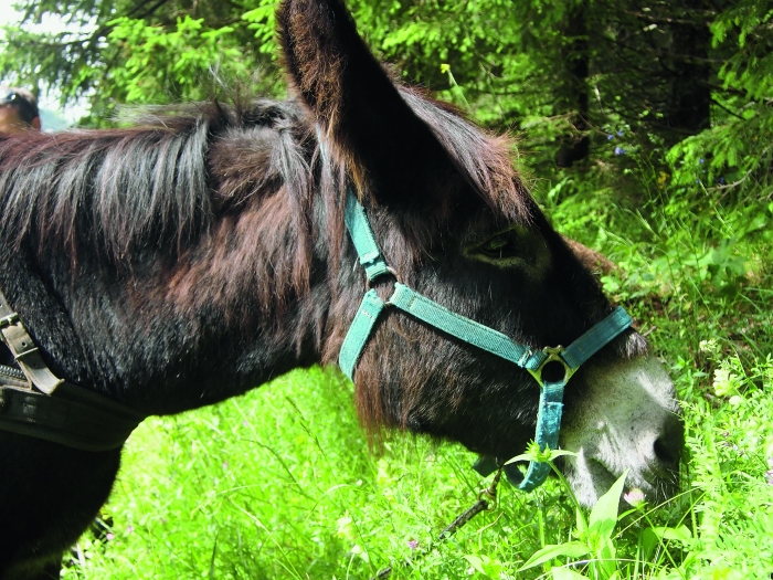 Esel Hippie frisst am Wegrand
