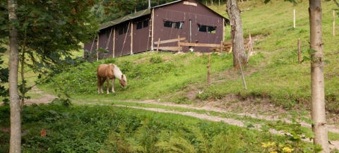 Pferd grast vor braunem grossem Zelt