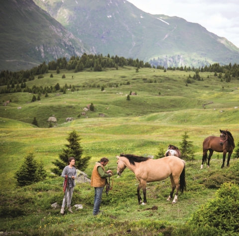 Pferde auf der Alp