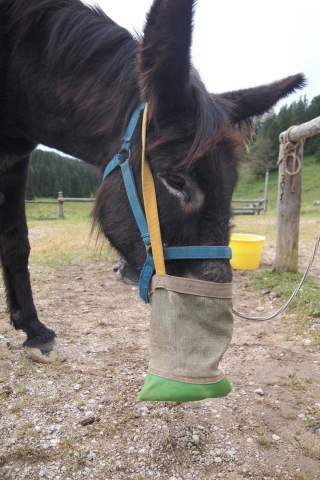 Esel frisst