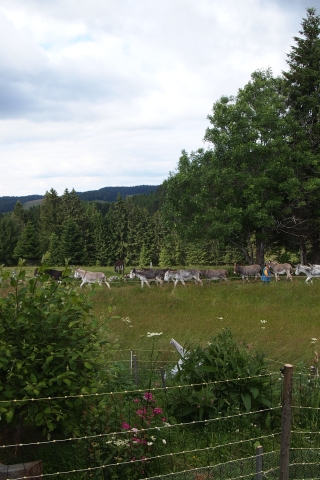 Eselherde auf der Weide