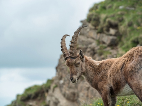 nationalpark steinbock