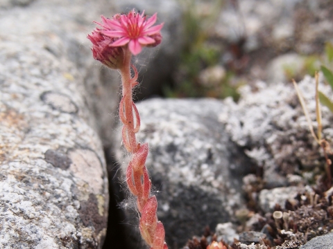 Alpine Blume am Rand des Wanderwegs zur Gletscherzunge vom Morteratschgletscher. 