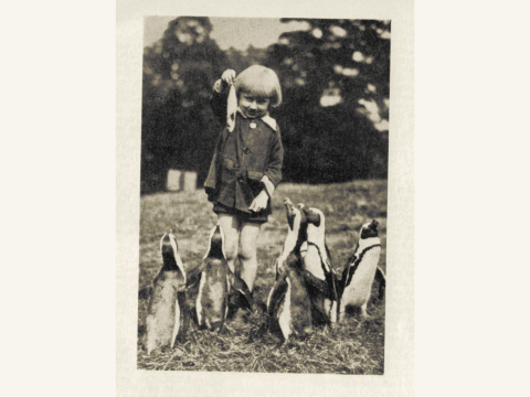 Pinguine